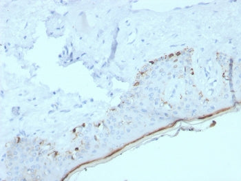 MART-1 / Melan-A Antibody