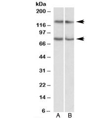 CAPRIN1 Antibody