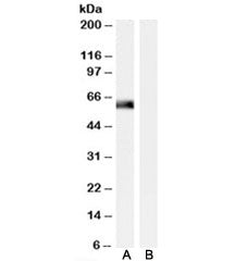 SNTA1 Antibody
