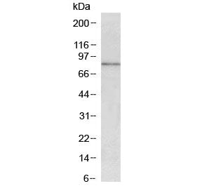CCKBR Antibody