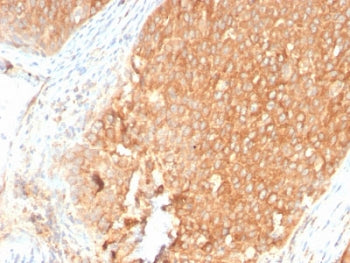 IHC staining of FFPE human pancreas with recombinant TOP1MT antibody. HIER: boil tissue sections in