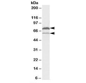 COX1 Antibody