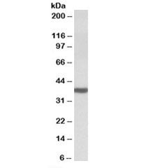 Western blot testing of human cerebellum lysate with DAO antibody at 0.03ug/ml. Predicted molecular