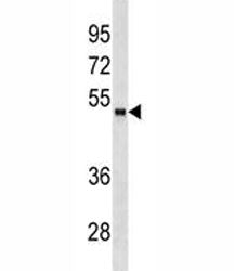 FOXA1 Antibody