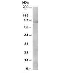 XAB2 Antibody