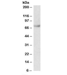 Fubp1 Antibody
