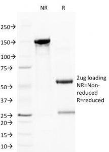 CD59 Antibody