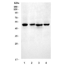Western blot testing of 1) rat liver, 2) rat kidney, 3) mouse liver and 4) mouse lung tissue lysate