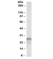 Calbindin 1 Antibody