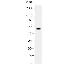 Western blot testing of human recombinant ADAMTS4 partial protein (0.5ng/lane) with ADAMTS4 antibody
