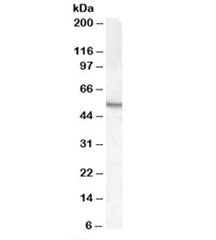 ARSA Antibody