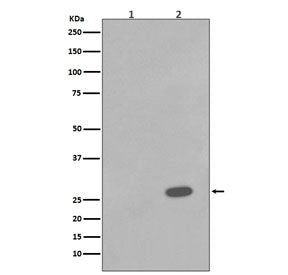 Phospho-HSP27 Antibody (pS78)
