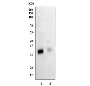 Western blot testing of 1) human K562 and 2) rat heart lysate with FHL3 antibody at 0.5ug/ml. Predic