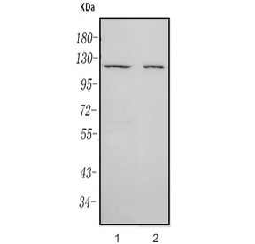 RAG1 Antibody / Recombination Activating Gene 1