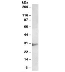 CLIC1 Antibody