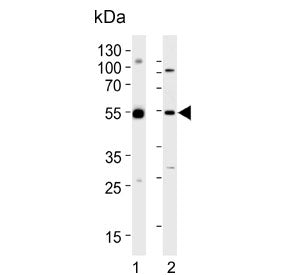 DEK Antibody