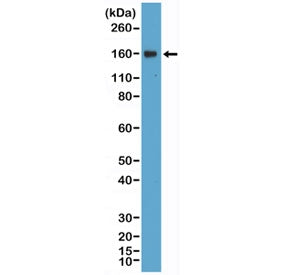 CD21 Antibody