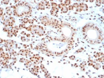 IHC staining of FFPE human salivary gland tissue with MGMT antibody (clone MGMT/7454). HIER: boil ti