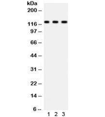 PLD1 Antibody