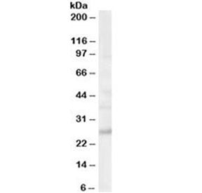 MOG Antibody