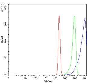 Flow cytometry testing of human K562 cells with ATG4A antibody at 1ug/million cells (blocked with go