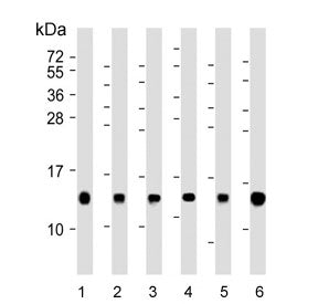 Histone H4 Antibody / HIST1H4A