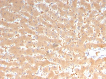 IHC staining of FFPE human liver with Factor VII antibody (clone F7/3513). HIER: boil tissue section