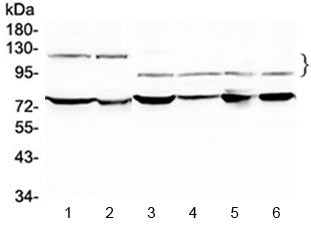NFATC4 Antibody