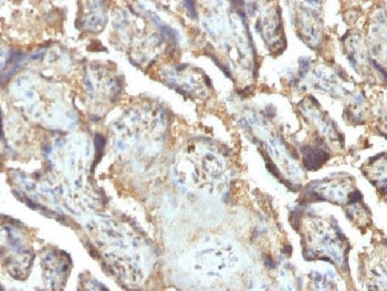 Galectin 13 Antibody / LGALS13