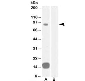GRAF Antibody