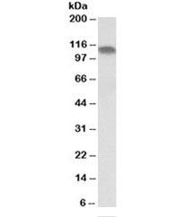 PGC1A Antibody