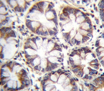 SLC36A1 Antibody