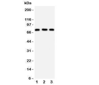 VASA Antibody (DDX4)