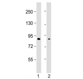 SMURF2 Antibody