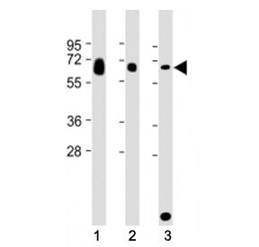 GGT3P Antibody (C-Terminal Region)