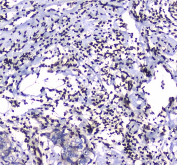 GFI1 Antibody
