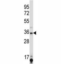 SIRT6 antibody western blot analysis in K562 lysate.