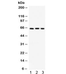 Osteopontin Antibody / OPN / SPP1
