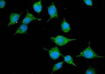 Slc10a1 Antibody / Ntcp