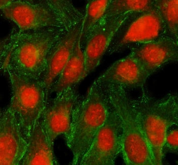 Immunofluorescent staining of FFPE human U-2 OS cells with TRMT5 antibody (red) and Tubulin Alpha mA