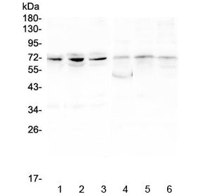 ARNTL2 Antibody