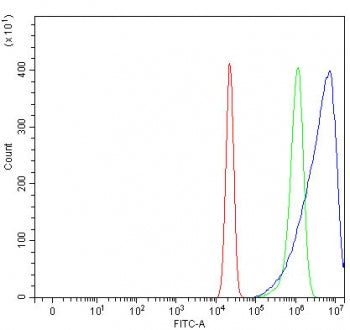 OMD Antibody / Osteomodulin