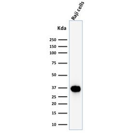 POU2AF1 Antibody / BOB-1