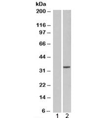 ORC6L Antibody