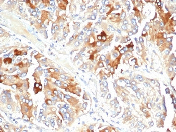 IHC staining of FFPE human adrenal gland tissue with APO-J antibody (clone CLU/4723). HIER: boil tis
