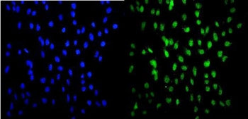 HSF2 Antibody
