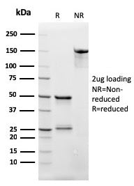 SDS-PAGE analysis of purified, BSA-free CD3 epsilon antibody (rC3e/2479) as confirmation of integrit