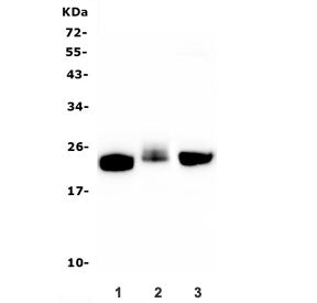 CD90 Antibody / Thy1