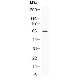 CKAP4 Antibody