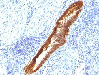 IHC testing of FFPE human endometrium with ASRGL1 antibody (clone CRASH/1289). Required HIER: steam